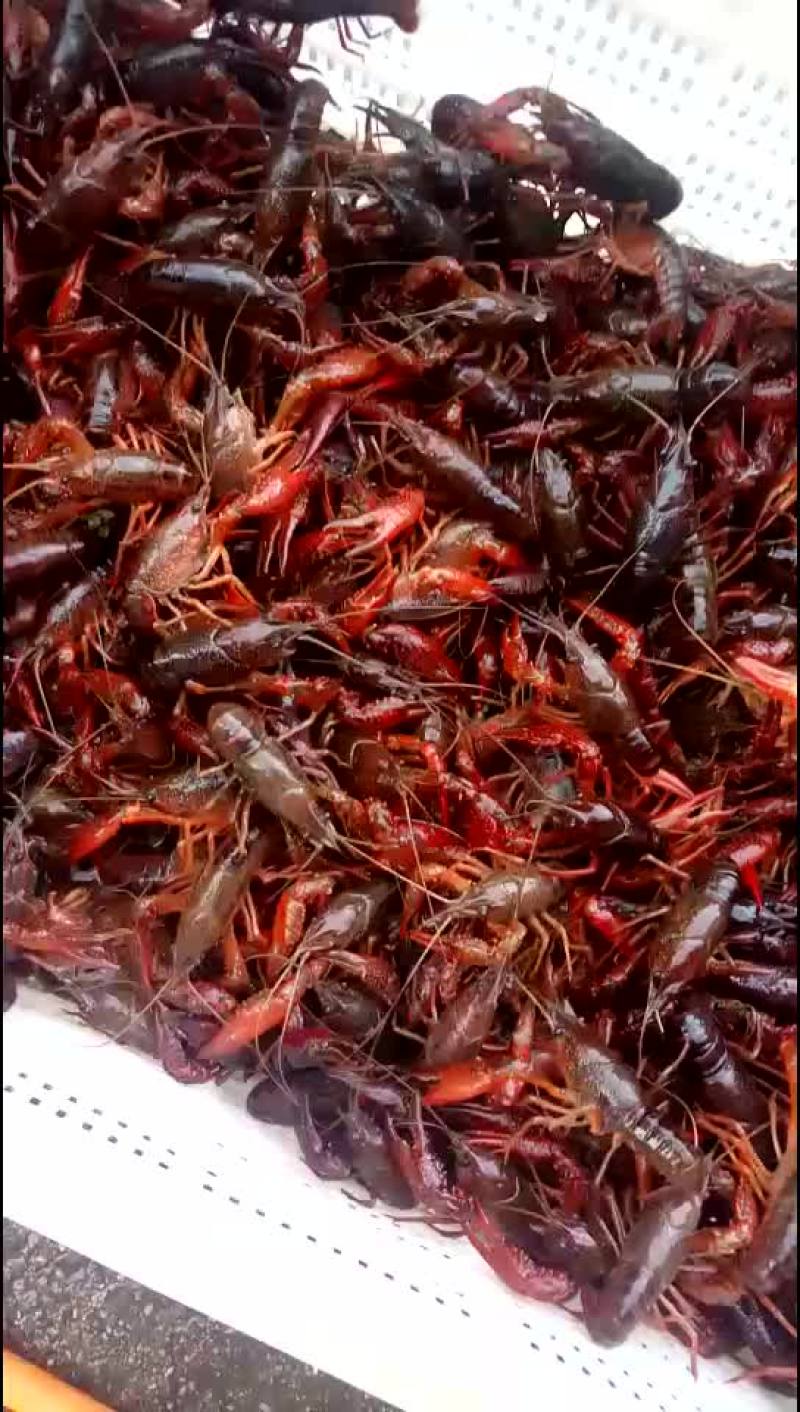 龙虾苗批发抱卵虾源头直销