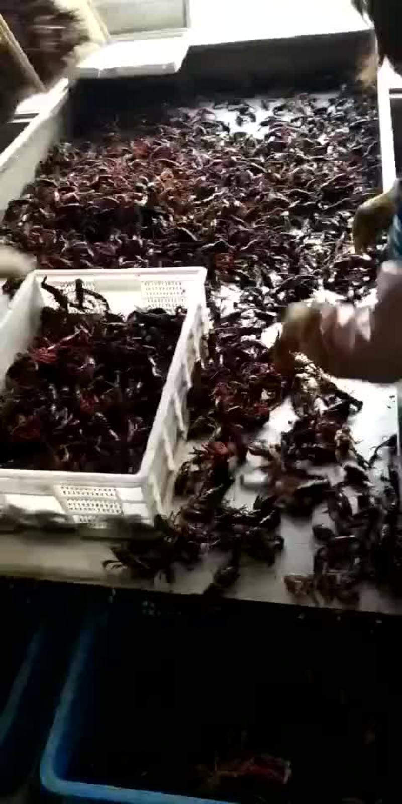 龙虾苗批发抱卵虾源头直销