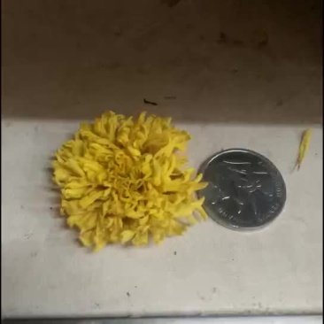皇菊茶