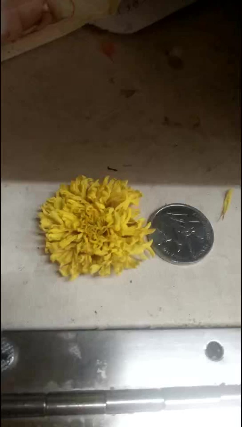 皇菊茶