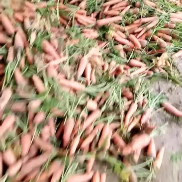红萝卜大量上市啦