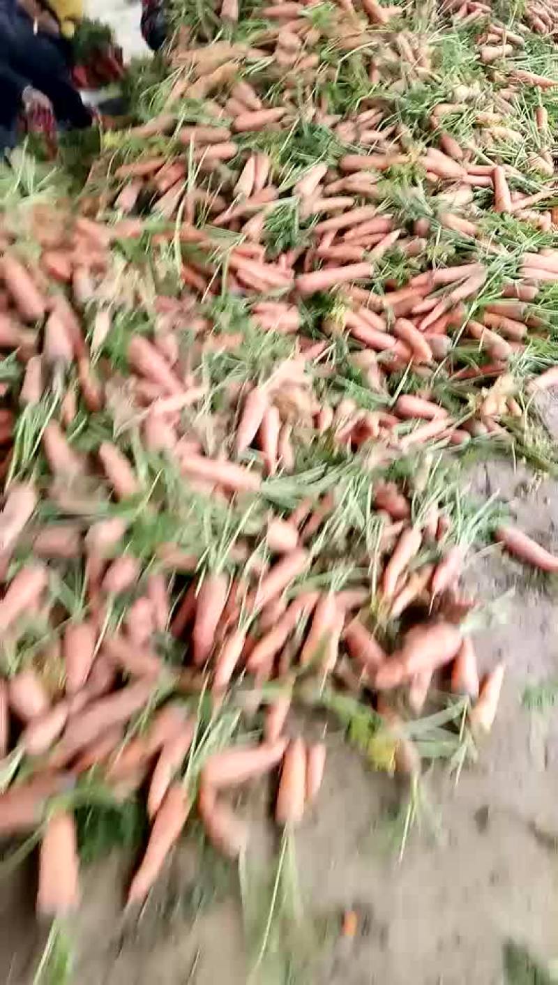 红萝卜大量上市啦