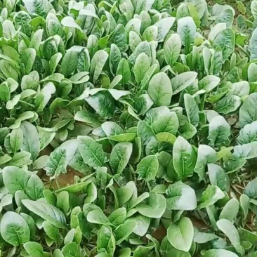 菠菜，上海青