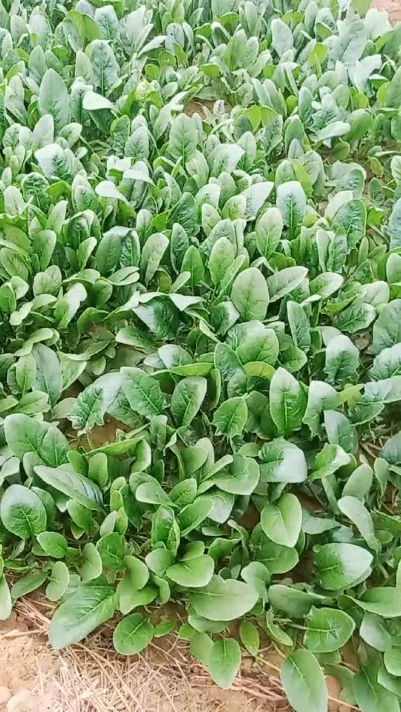 菠菜，上海青