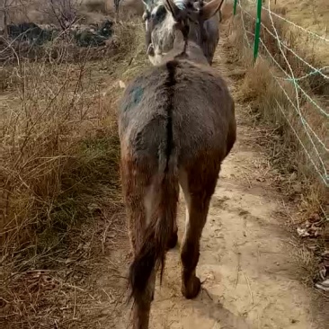 山东驴开始装车