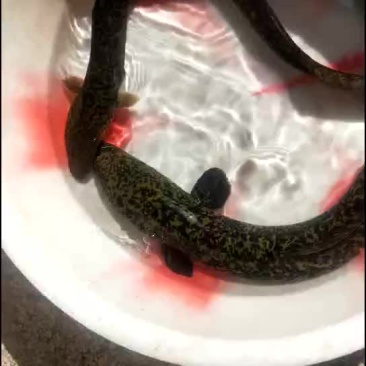 花鰻