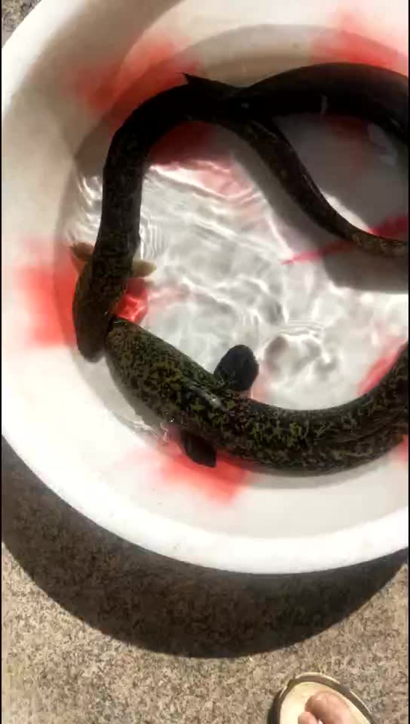 花鰻