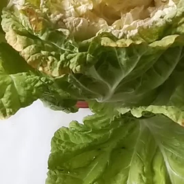 白菜
