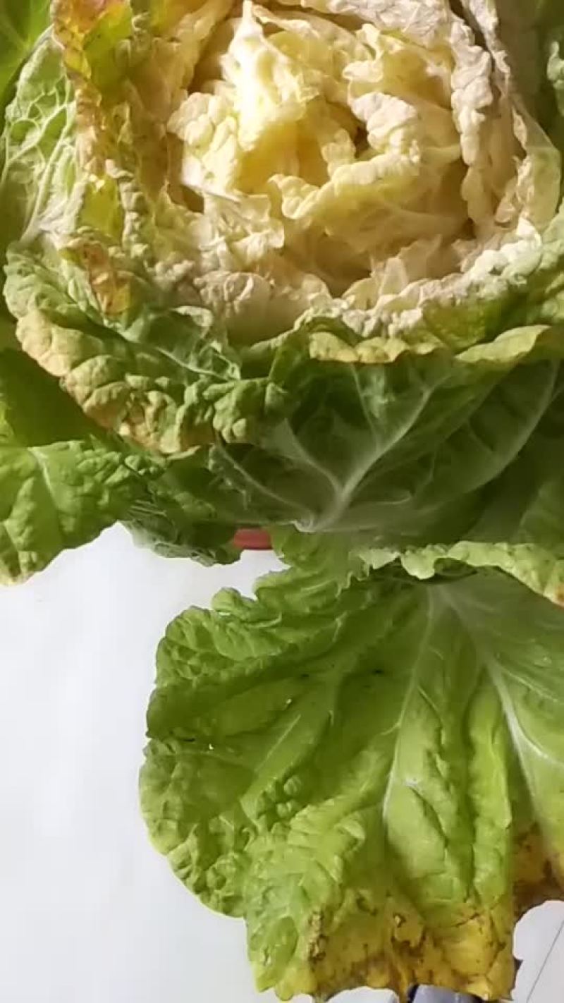 白菜
