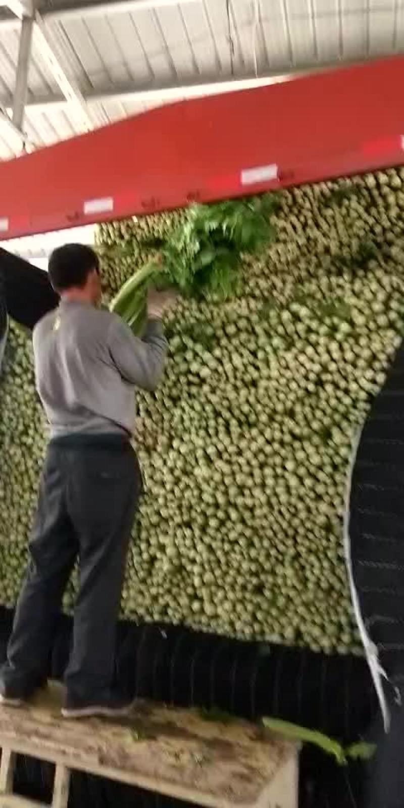 全能菠菜，聊城沙镇蔬菜产地