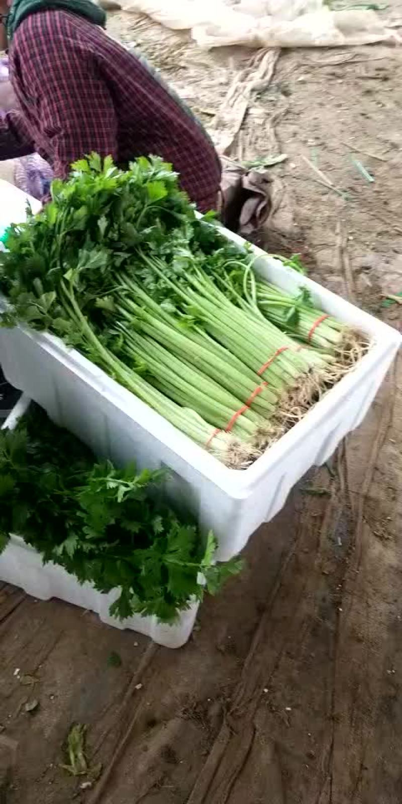 全能菠菜，聊城沙镇蔬菜产地