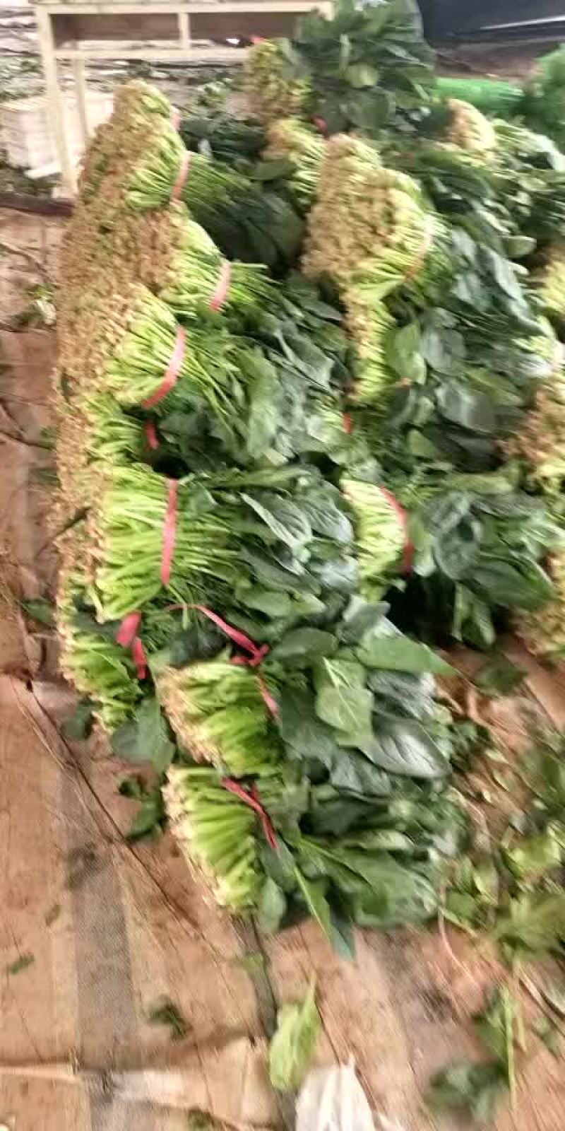 全能菠菜，聊城沙镇蔬菜产地