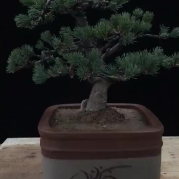 盆景盆花