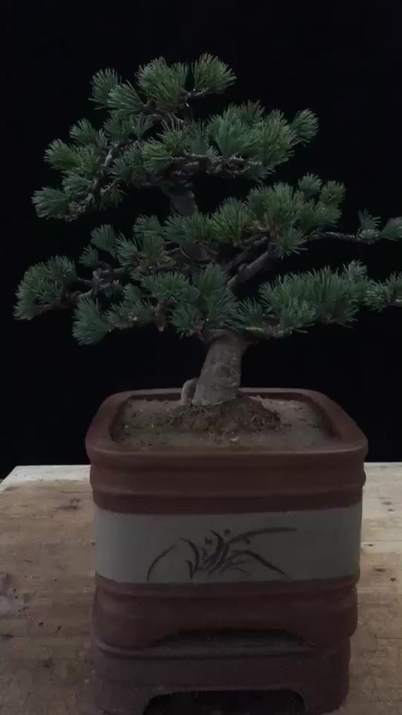 盆景盆花