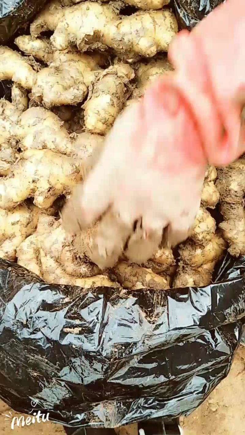 扒泥姜大量上市发财老板快快来电