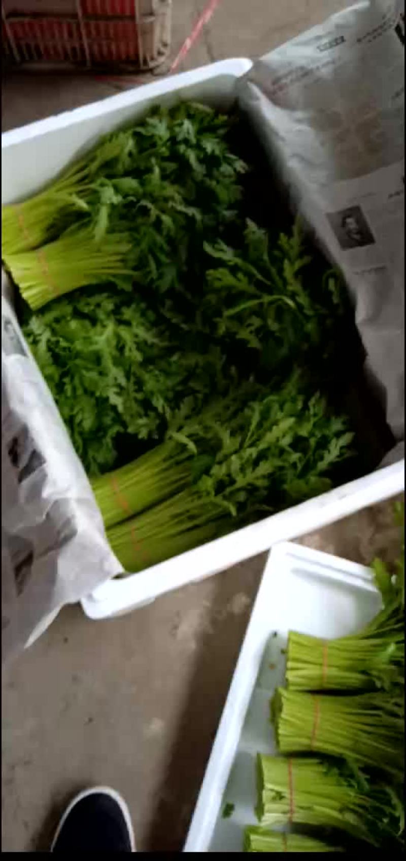 茼蒿，芹菜，生菜，菠菜，香菜小白菜，油菜，上海青