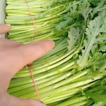 茼蒿，芹菜，生菜，菠菜，香菜小白菜，油菜，上海青