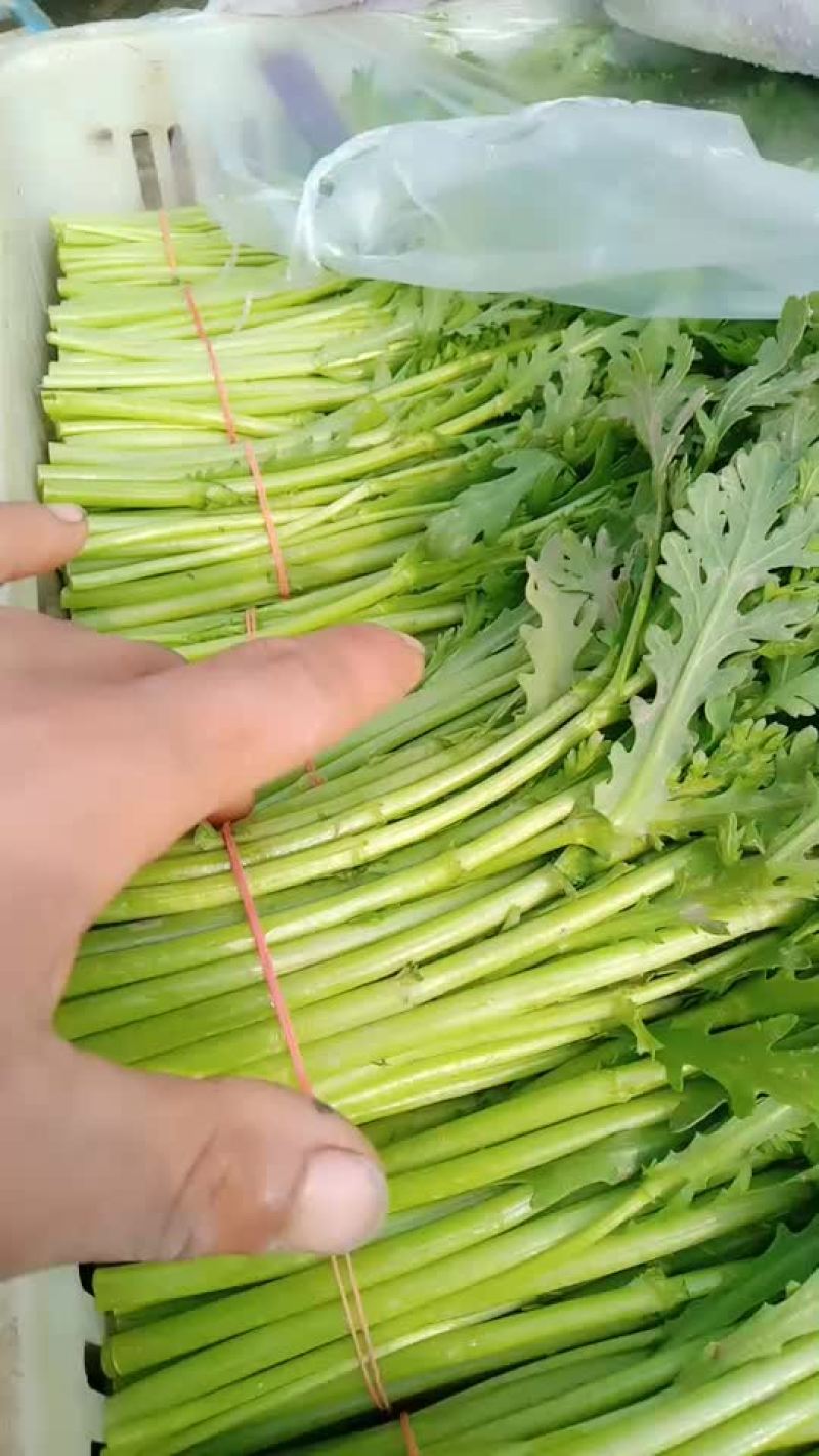 茼蒿，芹菜，生菜，菠菜，香菜小白菜，油菜，上海青