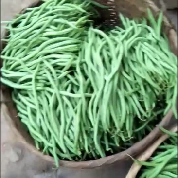 芒市无筋豆