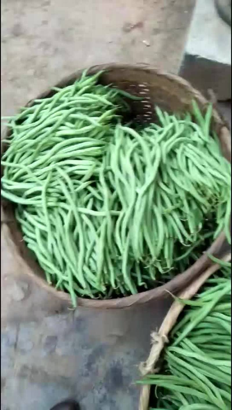 芒市无筋豆