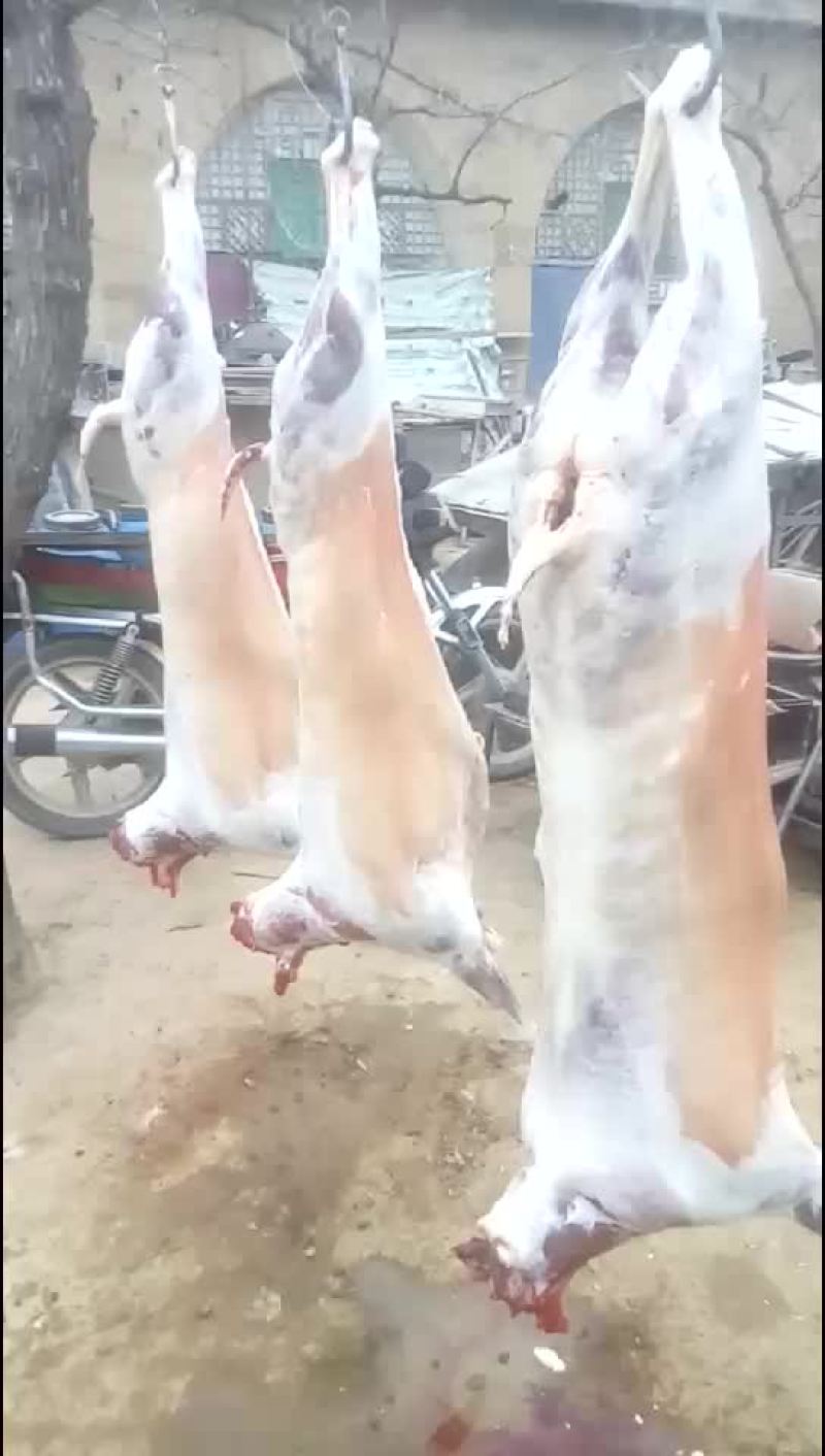 纯放养山羊