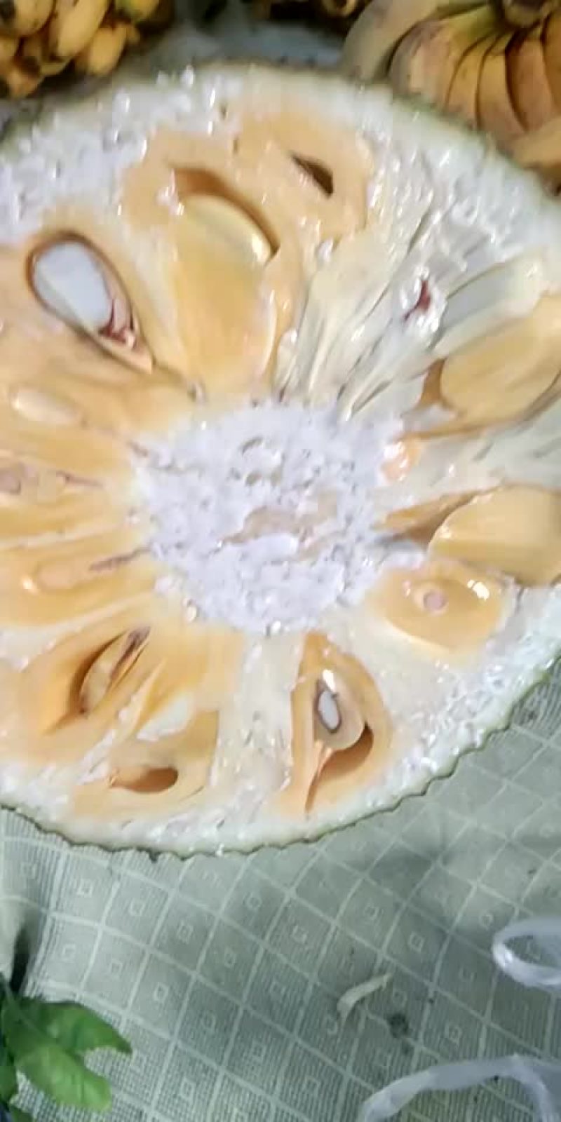 海南三亚菠萝蜜