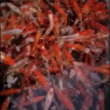 锦鲤