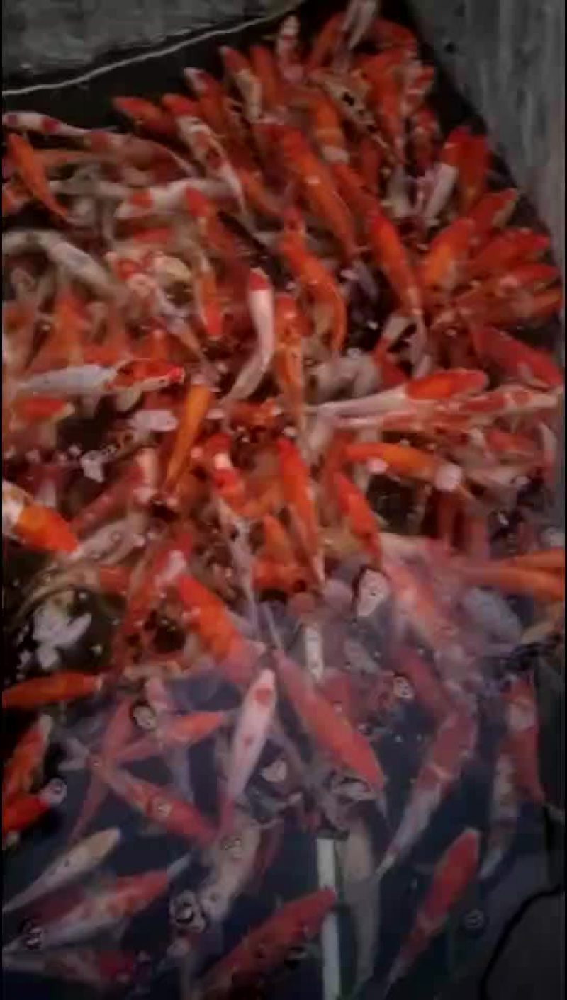 锦鲤
