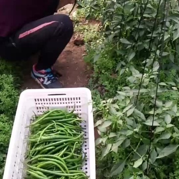 辣椒下货