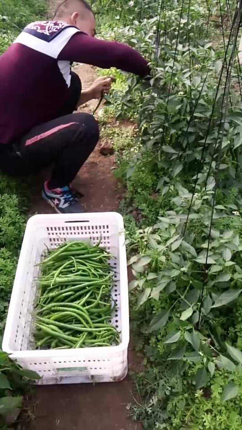 辣椒下货