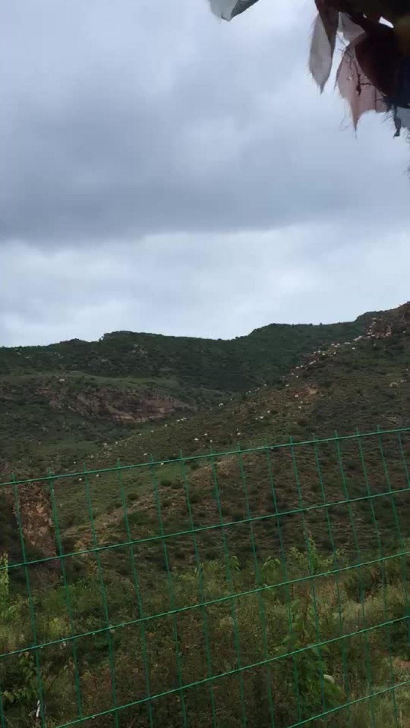 扎蒙蒙花