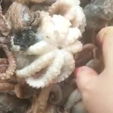迷你小八爪鱼