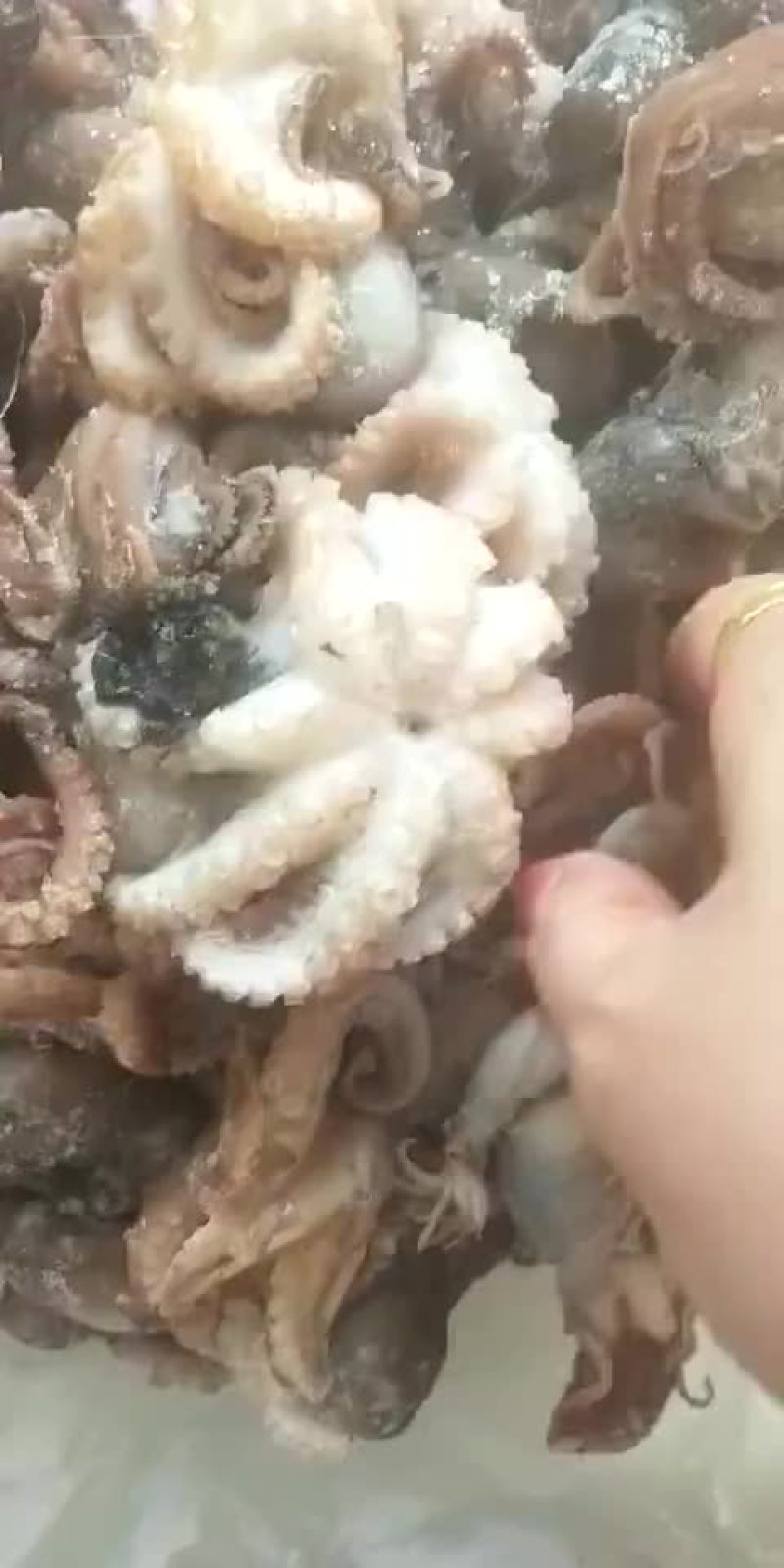 迷你小八爪鱼