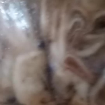八爪鱼