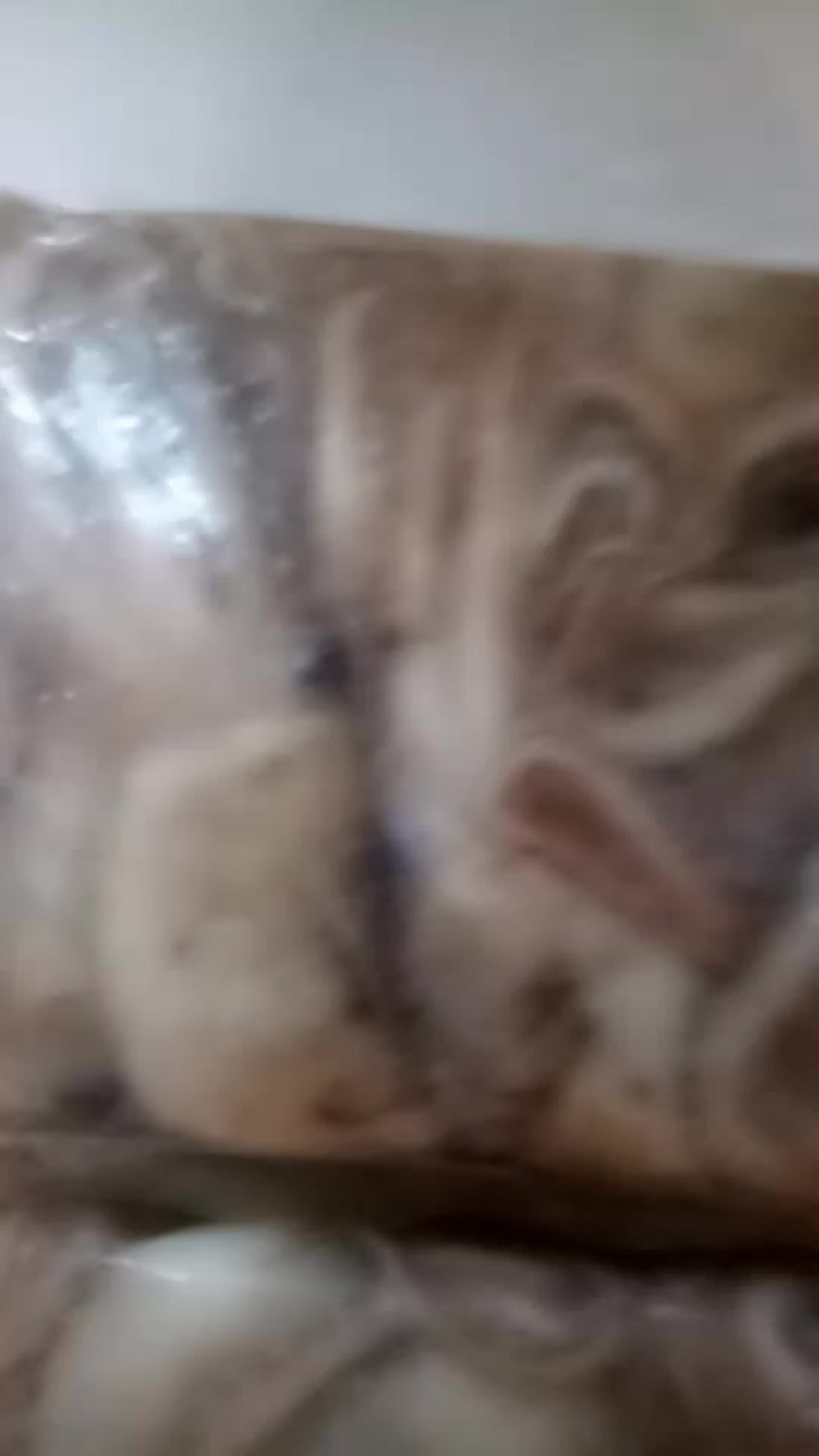 八爪鱼