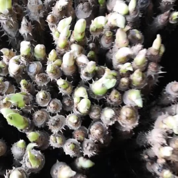 刺嫩芽