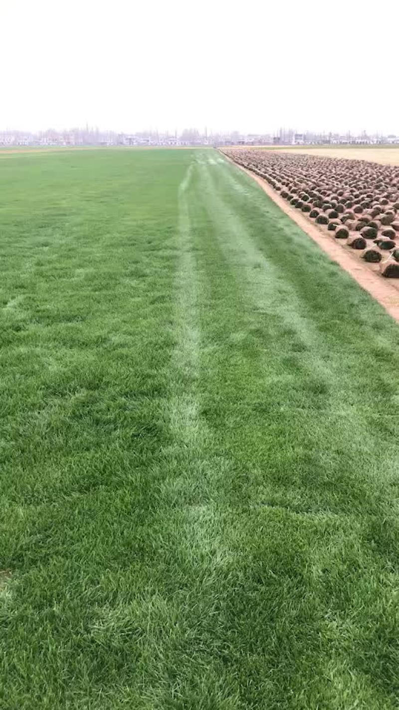 草坪草