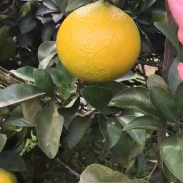 建阳桔柚