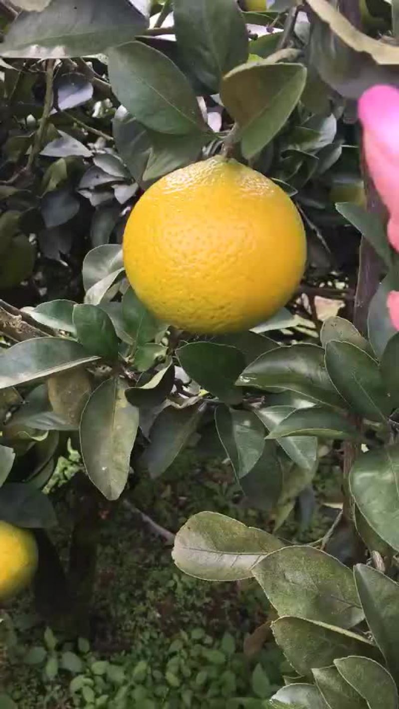 建阳桔柚