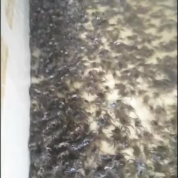 蟹苗