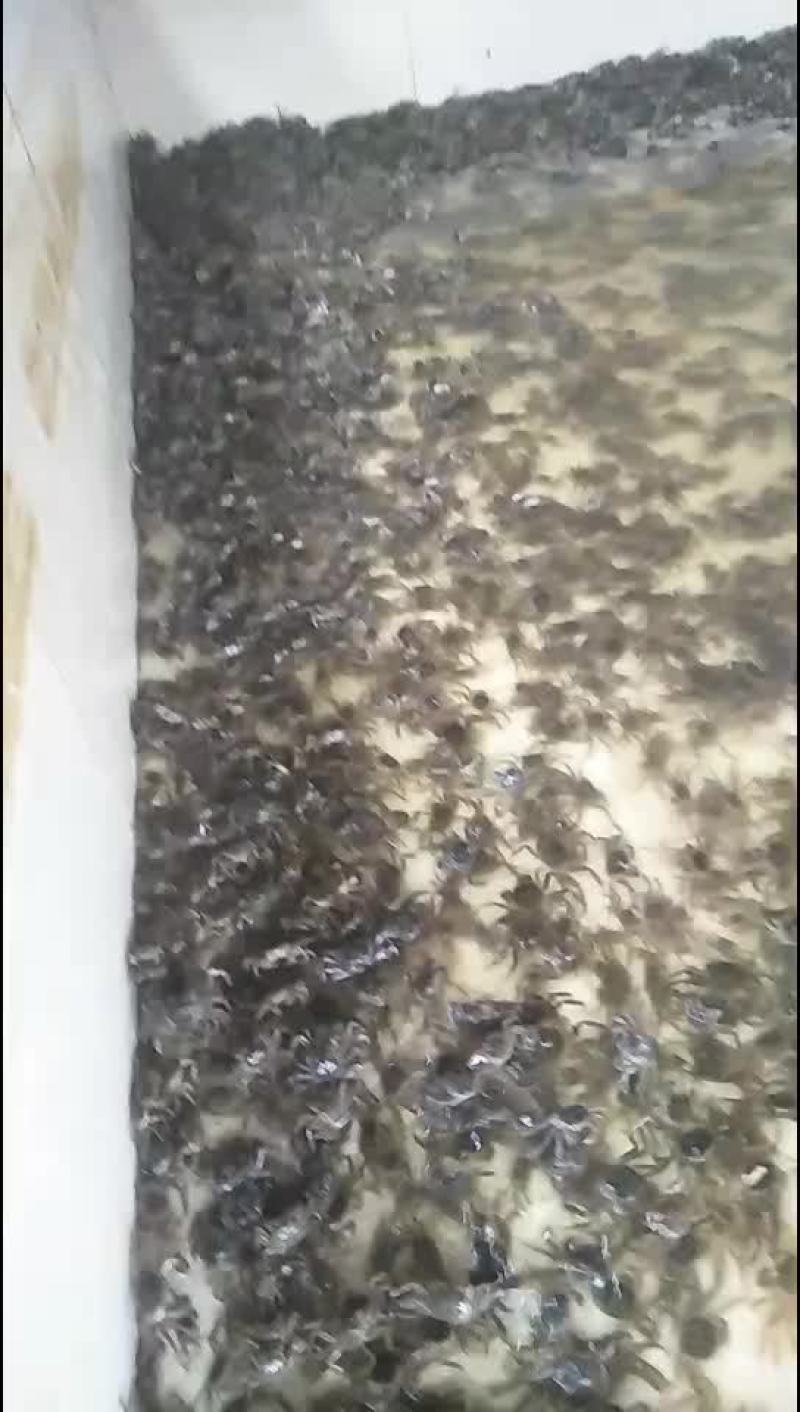 蟹苗