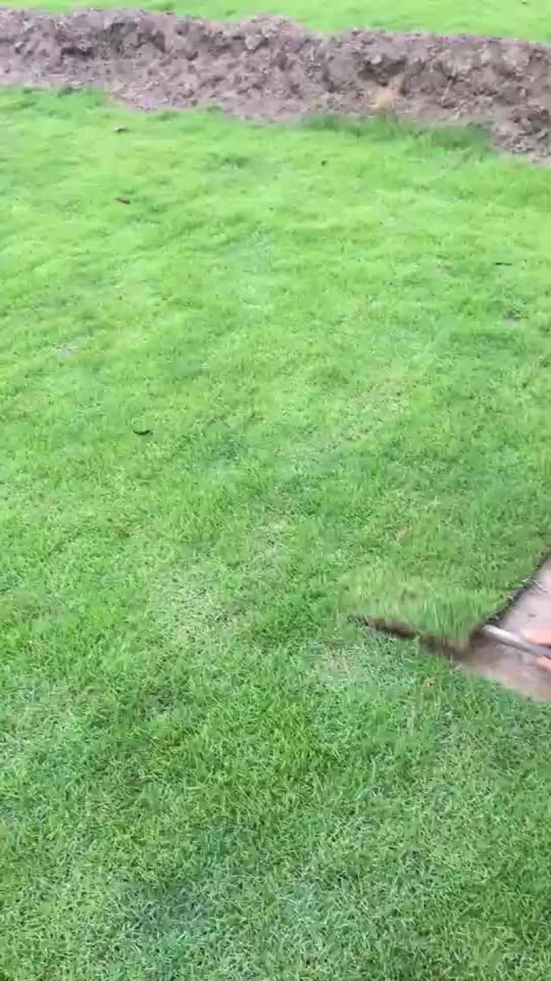 马尼拉草卷