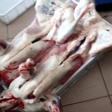 羔羊肉