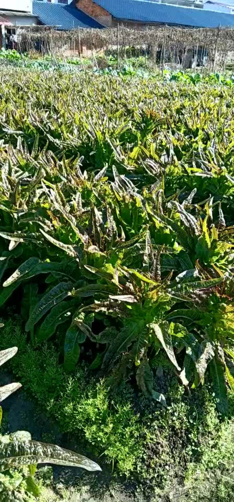 莴苣
