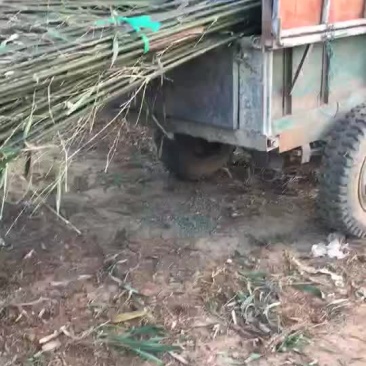 干竹
