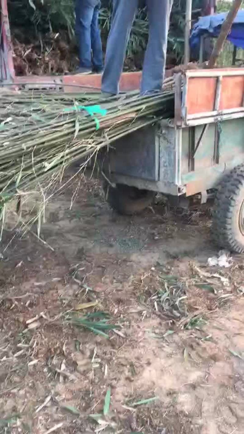 干竹