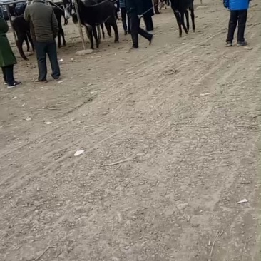 驴马骡