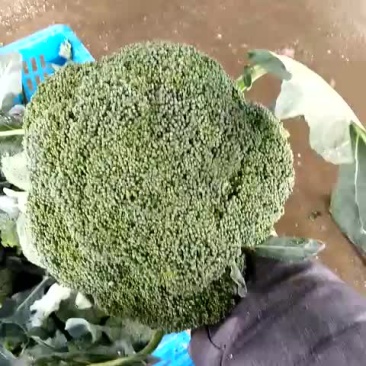 耐寒优秀