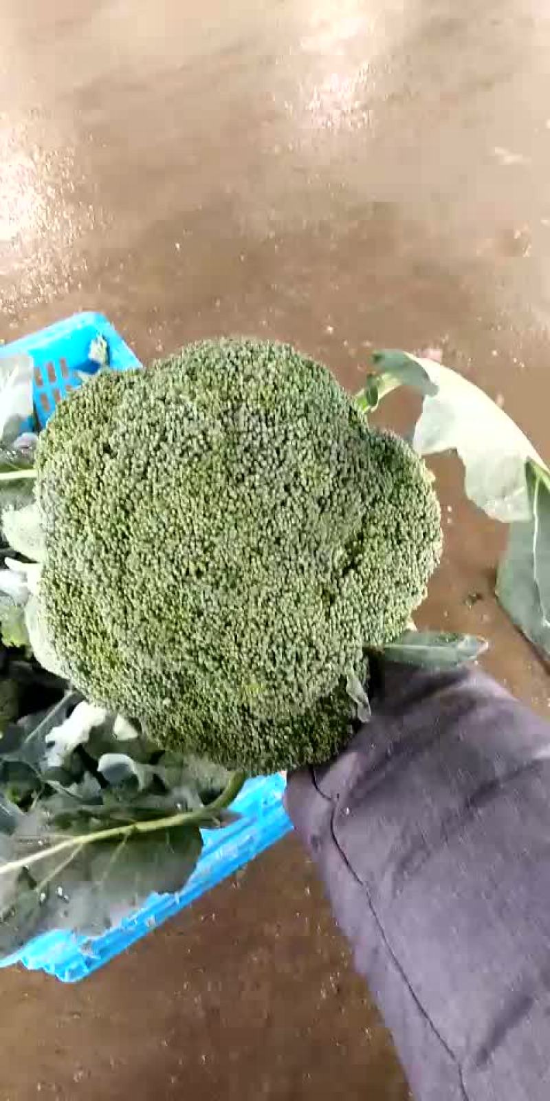 耐寒优秀