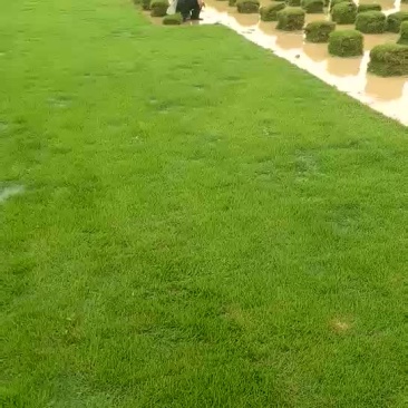 郴州马尼拉草直销